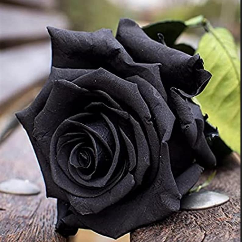 Black Halfeti Rose Seeds - Cold Resistant, Open-Pollinating, Deciduous, Beautiful Blooming Flowers –Planting in Fall/Early Spring