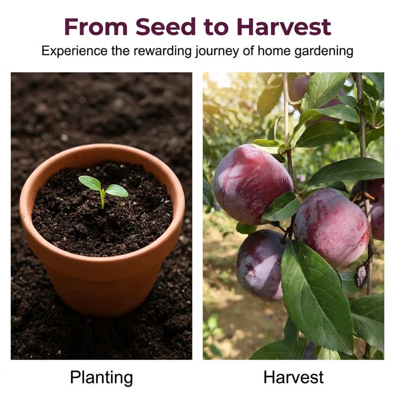 ⏰🍑Heirloom Non-GMO Plum Ready-to-Plant Growing Kit