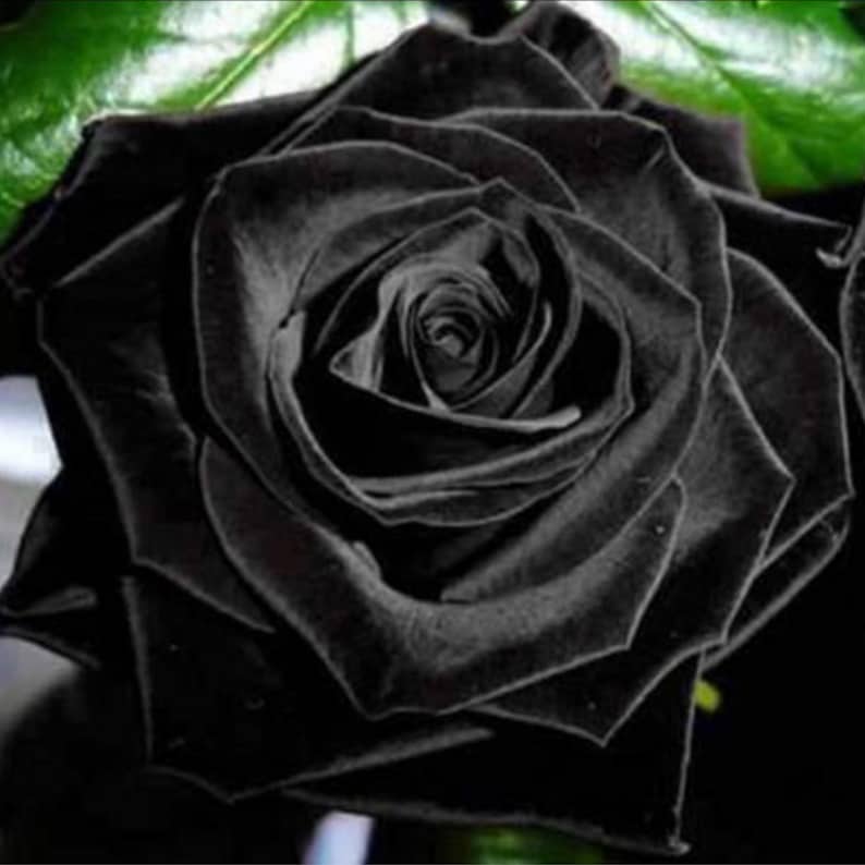 Black Halfeti Rose Seeds - Cold Resistant, Open-Pollinating, Deciduous, Beautiful Blooming Flowers –Planting in Fall/Early Spring