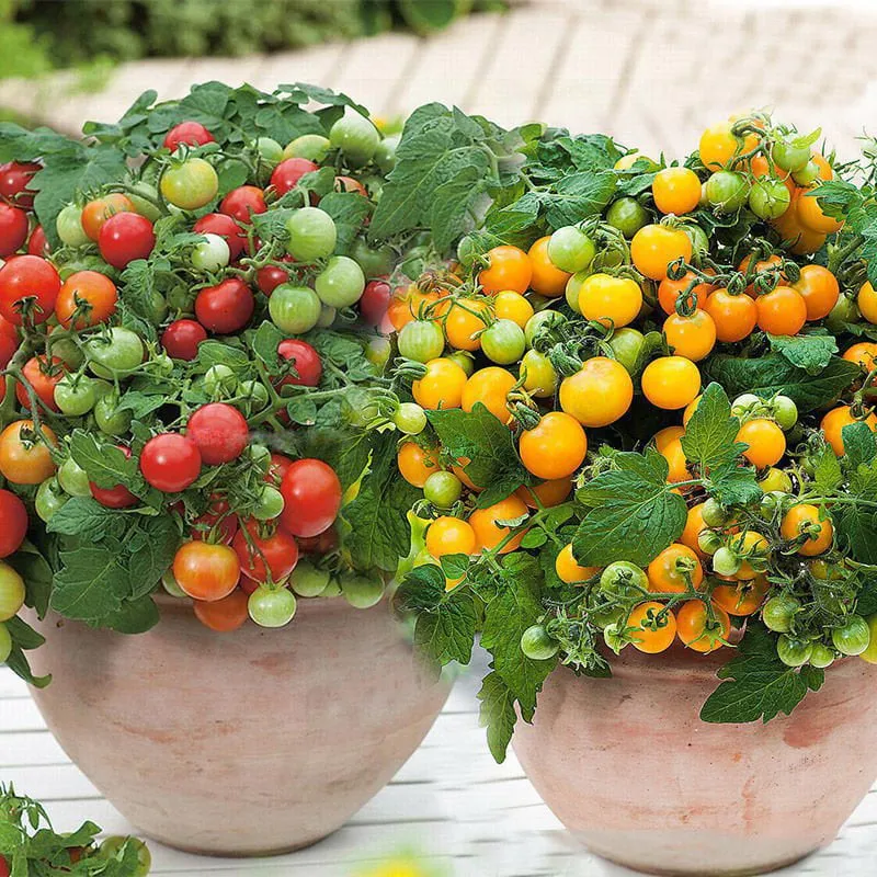 🍅🍅Potted Dwarf Tomato Seeds
