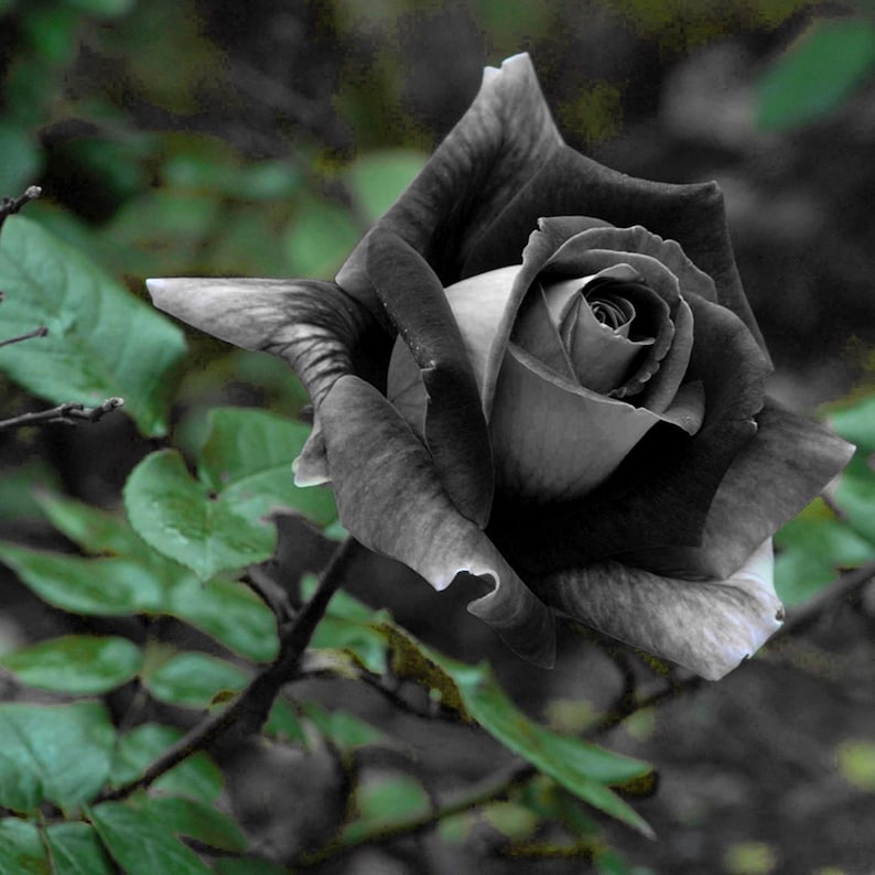 Black Halfeti Rose Seeds - Cold Resistant, Open-Pollinating, Deciduous, Beautiful Blooming Flowers –Planting in Fall/Early Spring