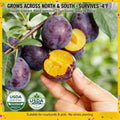 ⏰🍑Heirloom Non-GMO Plum Ready-to-Plant Growing Kit
