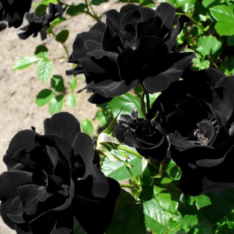 Black Halfeti Rose Seeds - Cold Resistant, Open-Pollinating, Deciduous, Beautiful Blooming Flowers –Planting in Fall/Early Spring