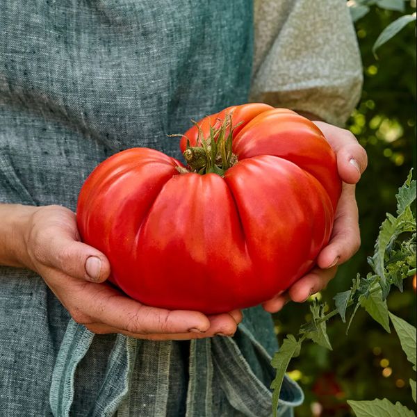 Beafsteak Tomato Seeds