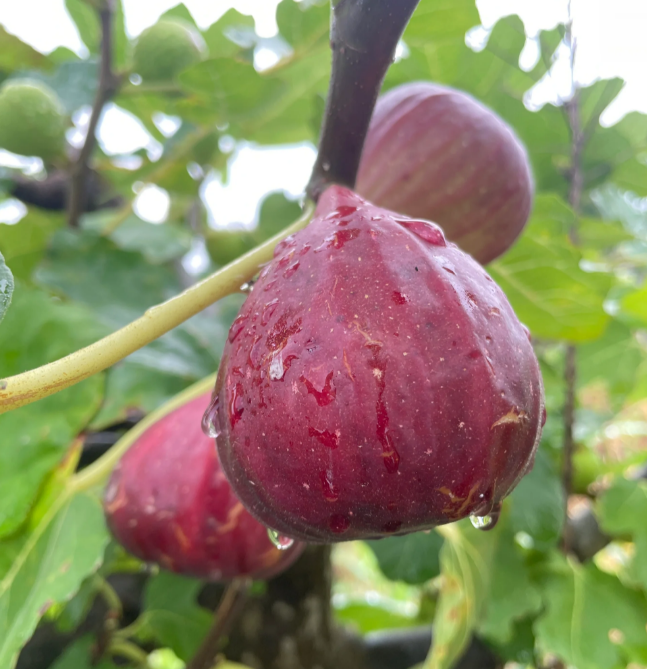 Fig Tree Seeds (Ficus carica), Sweet Fruit Shrub