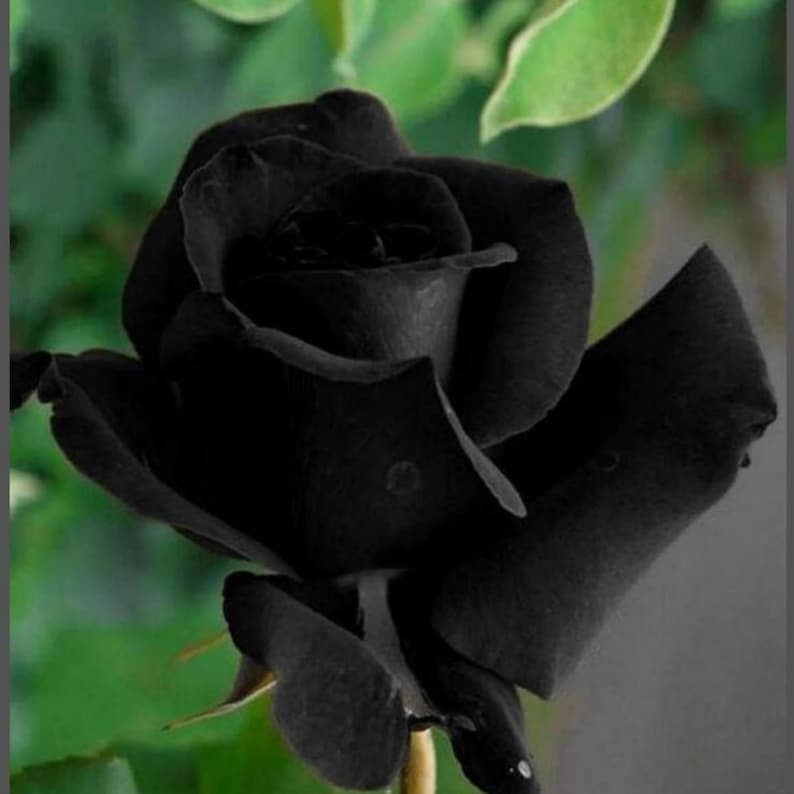 Black Halfeti Rose Seeds - Cold Resistant, Open-Pollinating, Deciduous, Beautiful Blooming Flowers –Planting in Fall/Early Spring
