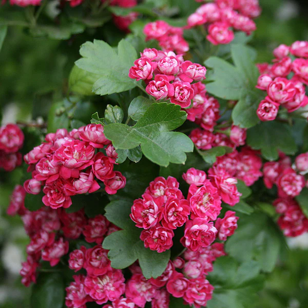 Hawthorn Seeds