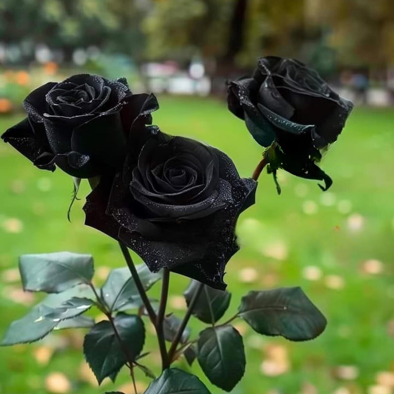 Black Halfeti Rose Seeds - Cold Resistant, Open-Pollinating, Deciduous, Beautiful Blooming Flowers –Planting in Fall/Early Spring
