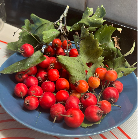 Hawthorn Seeds