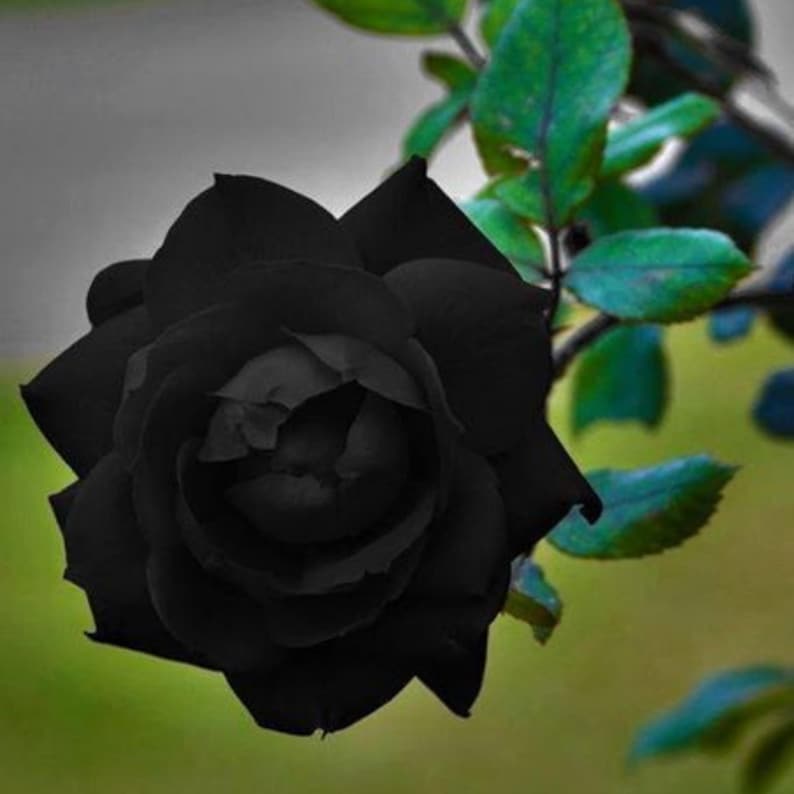 Black Halfeti Rose Seeds - Cold Resistant, Open-Pollinating, Deciduous, Beautiful Blooming Flowers –Planting in Fall/Early Spring