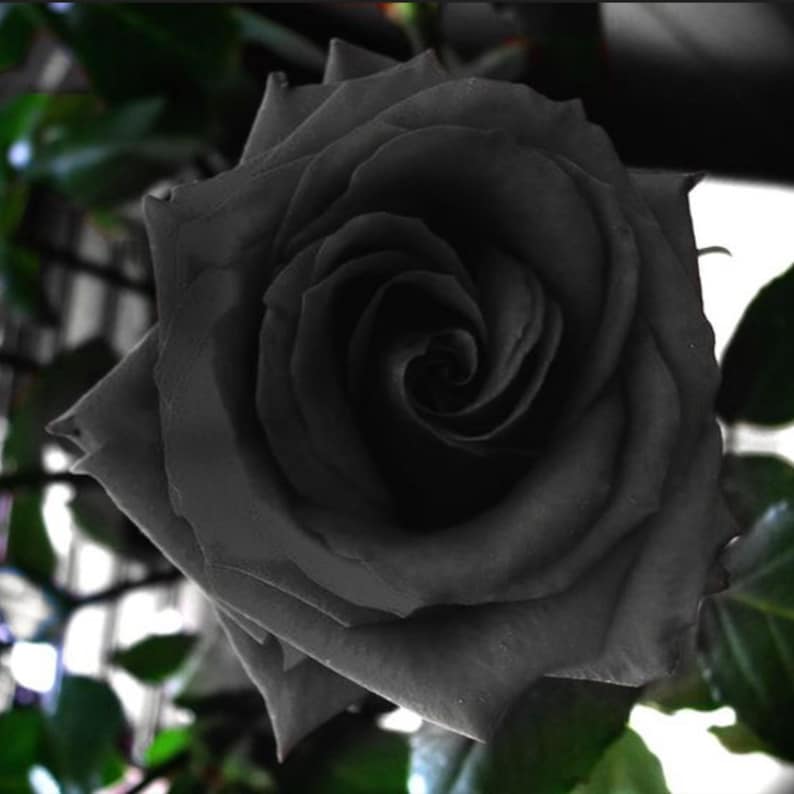 Black Halfeti Rose Seeds - Cold Resistant, Open-Pollinating, Deciduous, Beautiful Blooming Flowers –Planting in Fall/Early Spring
