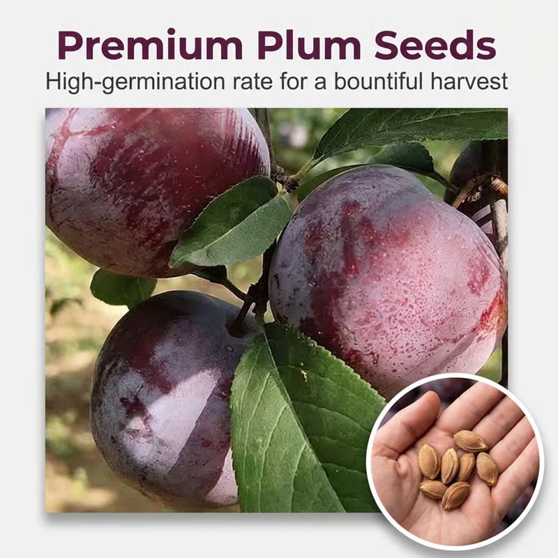 ⏰🍑Heirloom Non-GMO Plum Ready-to-Plant Growing Kit