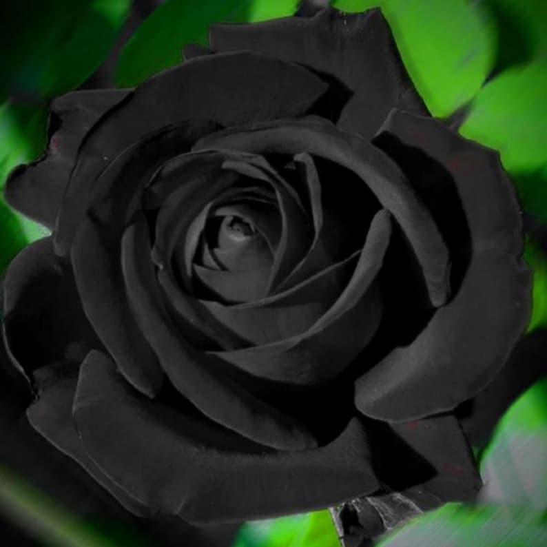 Black Halfeti Rose Seeds - Cold Resistant, Open-Pollinating, Deciduous, Beautiful Blooming Flowers –Planting in Fall/Early Spring